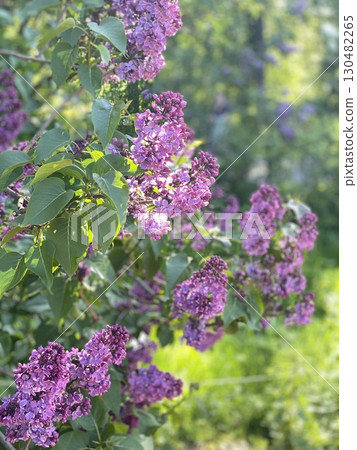 Lilac flowers blooming in lush garden with sunlit green foliage background in springtime 130482265