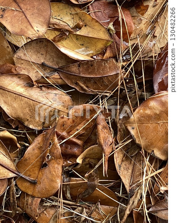 Autumn leaves scattered on ground creating natural textured background 130482266