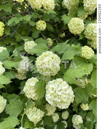Blooming hydrangea flowers with lush green leaves creating a vibrant natural background 130482269