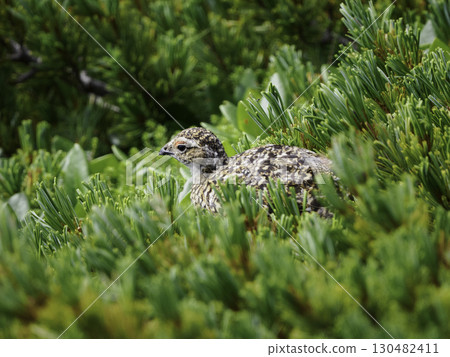 A rock ptarmigan peeking out from the alpine dwarf pines of Mt. Kisokoma 130482411