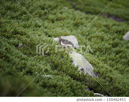 A rock ptarmigan stands on a rock on Mount Kisokoma. Surrounded by alpine dwarf pines, it blends seamlessly into the beautiful mountain scenery. 130482451