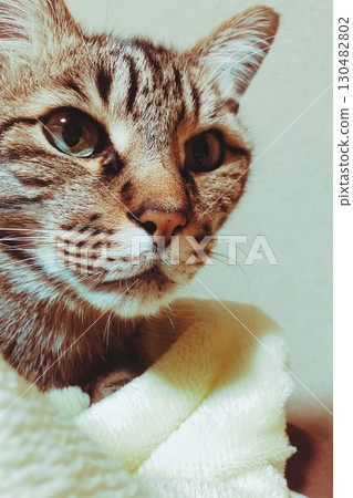 Face-up of Kijitra cat Face-up of Kijitra cat 130482802