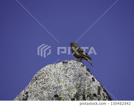 Scenery of blue sky with a rock lark perched on a rock 130482842