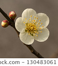 white plum blossom 130483061