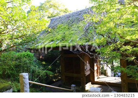 鎌倉最古老的寺廟—杉本寺的茅草屋頂山門 130483215