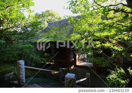 鎌倉最古老的寺廟杉本寺的茅草屋頂大門和綠楓 130483219