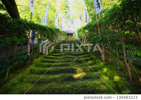 Moss-covered stone steps leading to Sugimoto-dera Temple, the oldest temple in Kamakura 130483223