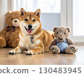Shiba Inu and plush 130483945