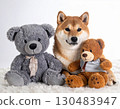 Shiba Inu and plush 130483947