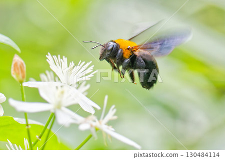 一隻大黃蜂正在接近隱士草 130484114