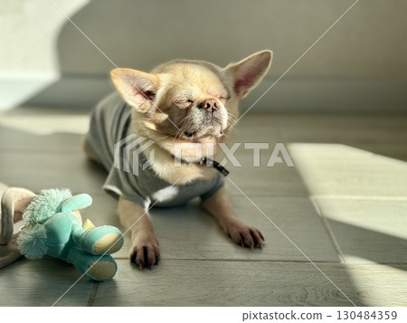 A contented and happy chihuahua at home illuminated by the sun. Photo A contented and happy chihuahua at home illuminated by the sun. Photo 130484359
