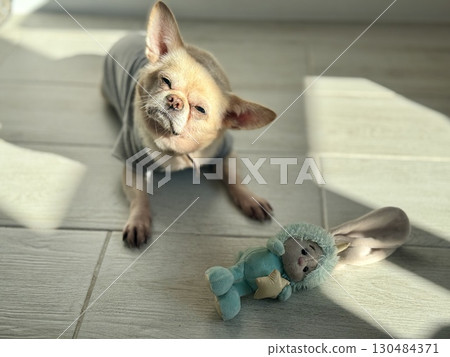 A contented and happy chihuahua at home illuminated by the sun. Photo A contented and happy chihuahua at home illuminated by the sun. Photo 130484371