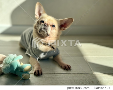 A contented and happy chihuahua at home illuminated by the sun. Photo 130484395