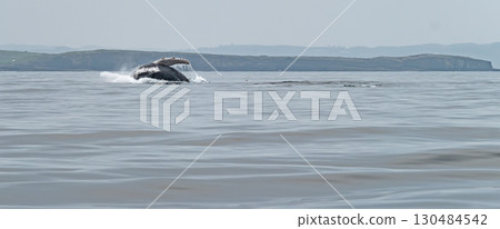 Humpback Whale, Megaptera novaeangliae, breaching in Donegal Bay, Ireland Humpback Whale, Megaptera novaeangliae, breaching in Donegal Bay, Ireland 130484542