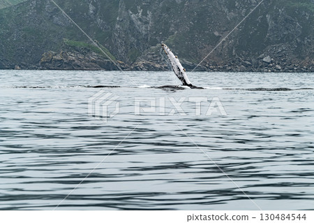 Humpback Whale, Megaptera novaeangliae, showing his fins and in Donegal Bay, Ireland 130484544