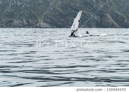 Humpback Whale, Megaptera novaeangliae, showing his fins and in Donegal Bay, Ireland 130484545