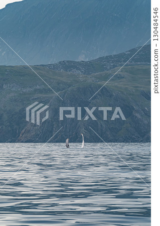 Humpback Whale, Megaptera novaeangliae, showing his fins and in Donegal Bay, Ireland 130484546