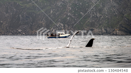 Humpback Whale, Megaptera novaeangliae, flipper flapping in Donegal Bay with boat in the background, Ireland Humpback Whale, Megaptera novaeangliae, flipper flapping in Donegal Bay with boat in the background, Ireland 130484548
