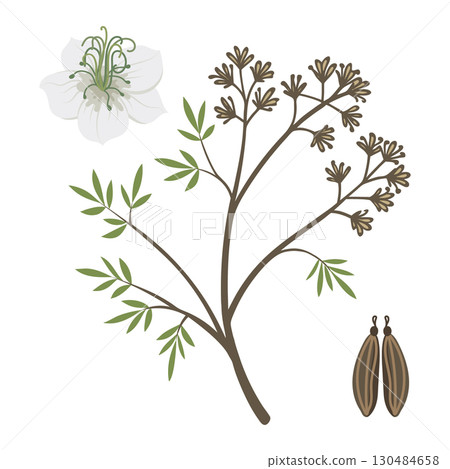 Cumin plant with seeds and flower. Caraway seeds and flowers set. Botanical Illustration. 130484658