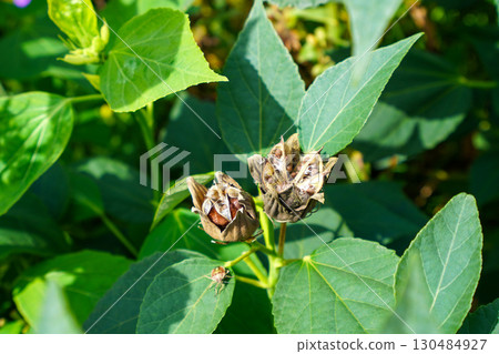 Furong's fruit 130484927