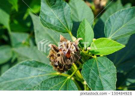 Furong's fruit Furong's fruit 130484928
