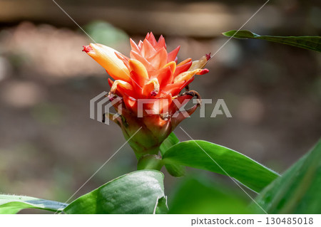 Costus curvibractetous [Zingiberaceae] 130485018