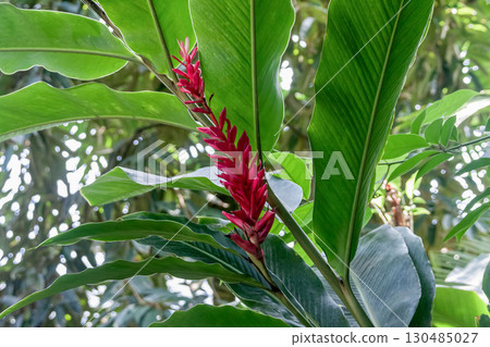 Alpinia purpurata is also known as red ginger (Zingiberaceae) 130485027