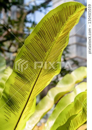 The interestingly shaped Ootaniwatari is also known as Taniwatari (family: Pteridophyllaceae) The interestingly shaped Ootaniwatari is also known as Taniwatari (family: Pteridophyllaceae) 130485039