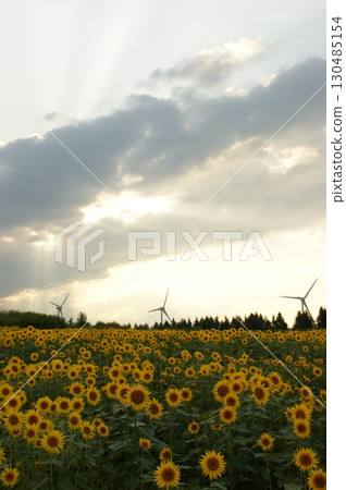 以日落天空為背景拍攝向日葵田 130485154