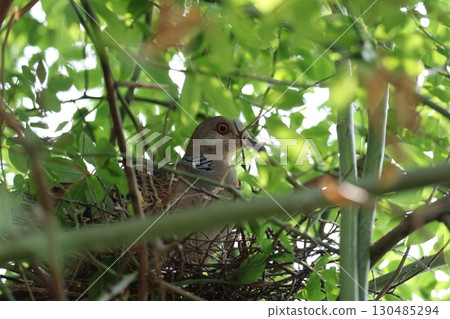 Turtle dove nesting Turtle dove nesting 130485294