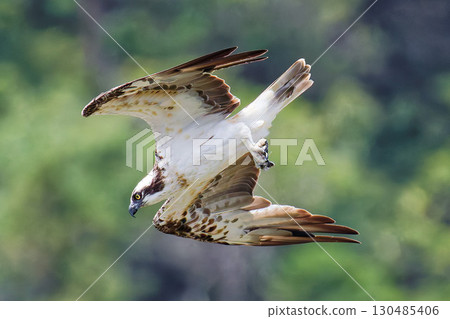 An osprey swoops down after spotting prey An osprey swoops down after spotting prey 130485406