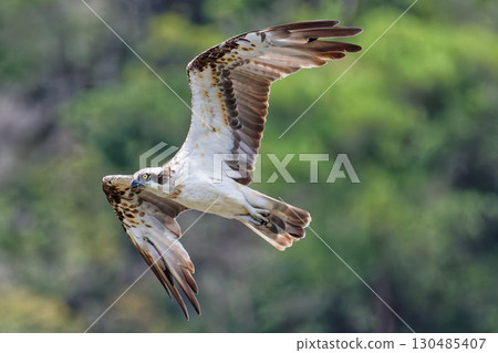 Ospreys flying over the mountains in summer 130485407