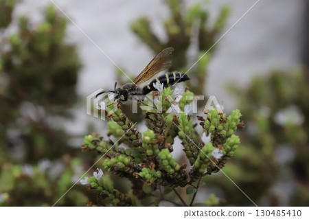 A small long-horned wasp sucking nectar from small white oregano flowers blooming in a summer garden A small long-horned wasp sucking nectar from small white oregano flowers blooming in a summer garden 130485410