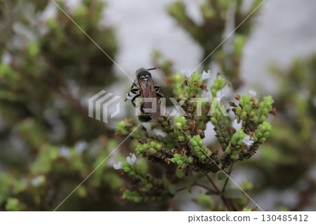 A small long-horned wasp sucking nectar from small white oregano flowers blooming in a summer garden 130485412