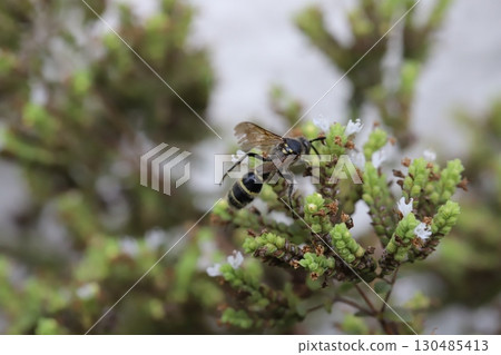 A small long-horned wasp sucking nectar from small white oregano flowers blooming in a summer garden A small long-horned wasp sucking nectar from small white oregano flowers blooming in a summer garden 130485413