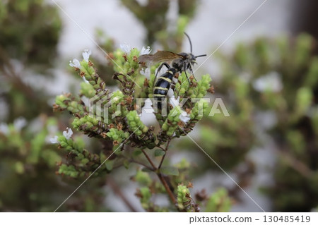 一隻小長角黃蜂從夏日花園裡盛開的小白牛至花中吸食花蜜 130485419