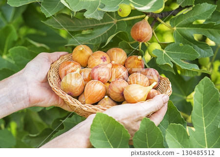 Figs fruit harvest 130485512