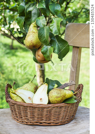 Pear harvest 130485524