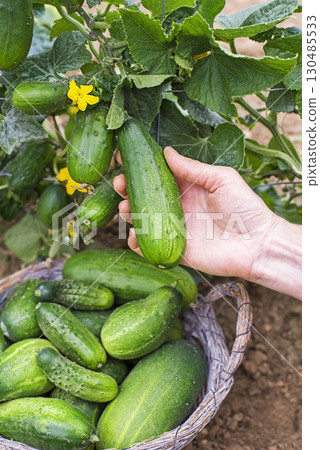 Cucumber harvest Cucumber harvest 130485533