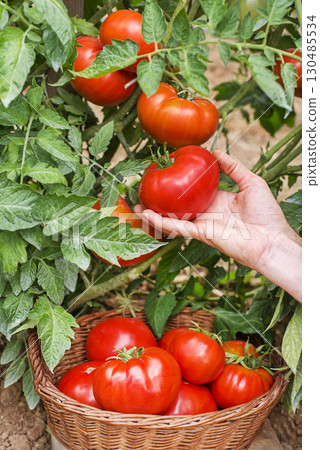 Harvest tomato 130485534