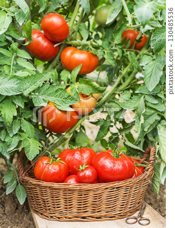 Tomato Harvest 130485536