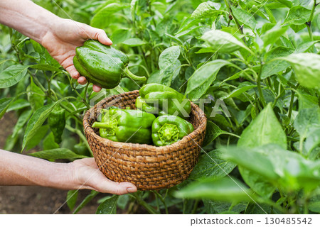 Pepper plant harvest 130485542