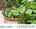 Pepper plant harvest 130485544
