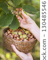 Hazelnut harvest 130485546