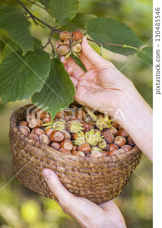 Hazelnut harvest 130485546