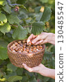 Hazelnut harvest 130485547