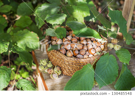 Hazelnut harvest 130485548