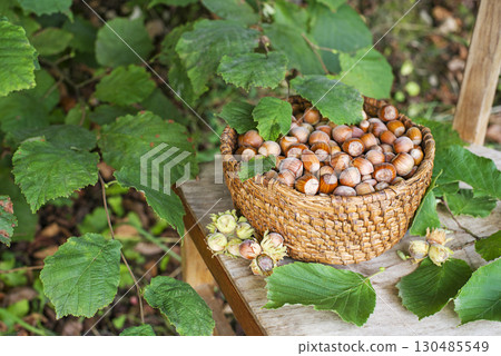 Hazelnut harvest Hazelnut harvest 130485549
