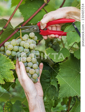 Grapes white Grapes white 130485554