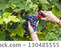 Black grapes 130485555